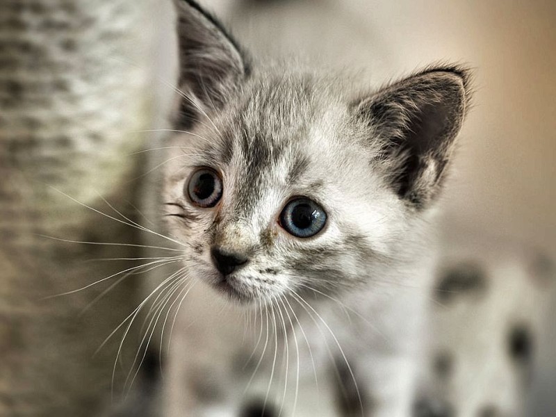 Der Verein Tiere in Not ruft einen Katzennotstand aus und weist auf die unkontrollierte Vermehrung wildlebender Hauskatzen hin. In den Vereinsräumen hält der Verein viele Jungtiere, am Donnerstag, den 21. June 2012 in Bochum.   Foto: Ingo Otto / WAZ FotoPool