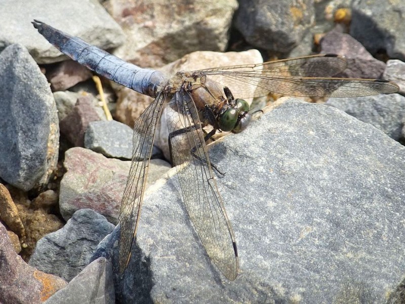 Großer BlaupfeilFoto: Franz Luthe Am Phoenixsee haben sich schon viele Tiere angesiedelt. Das Foto vom 5. Juli 2012 zeigt einen Großen Blaupfeil.