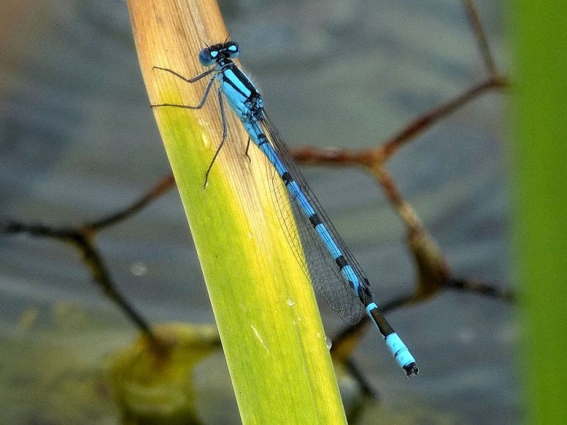 Am Phoenixsee haben sich schon viele Tiere angesiedelt. Das Foto vom 5. Juli 2012 zeigt die Libellen Hufeisen-Azurjungfer.Foto: Franz Luthe