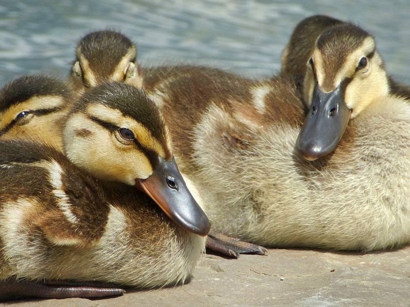 Am Phoenixsee haben sich schon viele Tiere angesiedelt. Das Foto vom 5. Juli 2012 zeigt Stockentenküken.