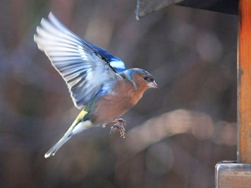 Ein Fink im Landeanflug zum Futterhäuschen in Dortmund.