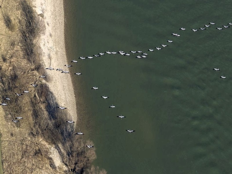 Sehr idyllisch: Kranichzug über dem Rhein.