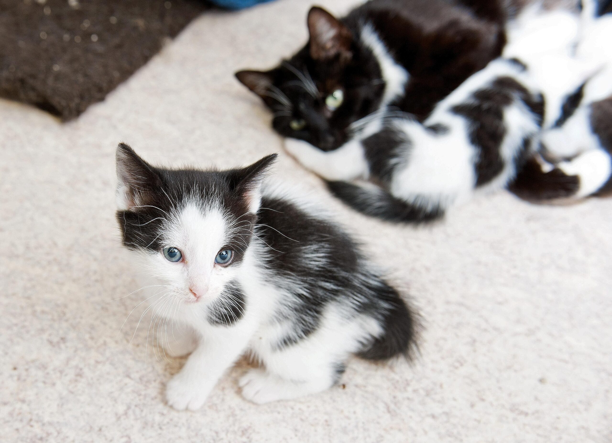 Am Freitag, den 10.06.2011 säugen einige junge Katzen an ihrer Mutter. Sie und ihre Geschwister werden betreut von dem Verein Tiere in Not e. V. Bochum.Foto: Olaf Ziegler / WAZ FotoPool