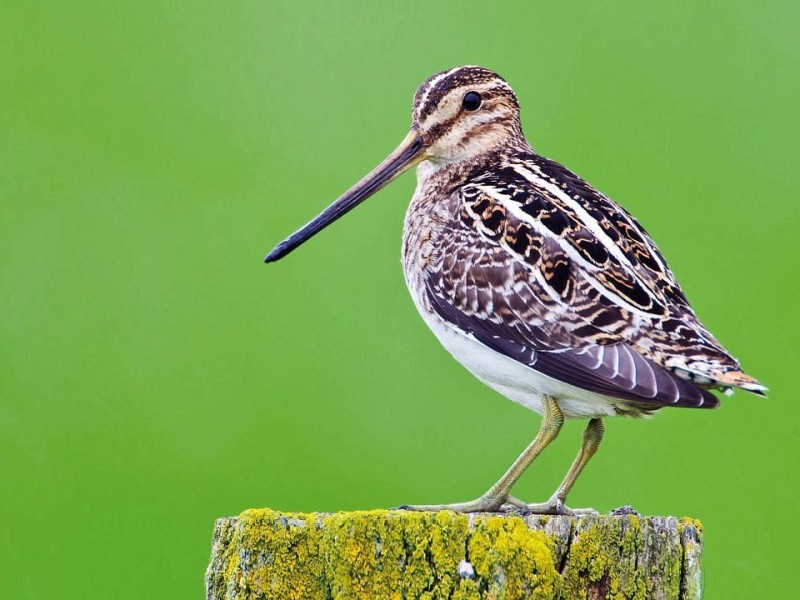 Zunächst zu den offiziellen Preisträgern: Die Bekassine ist Vogel des Jahres 2013, in der Kategorie Reptil des Jahres