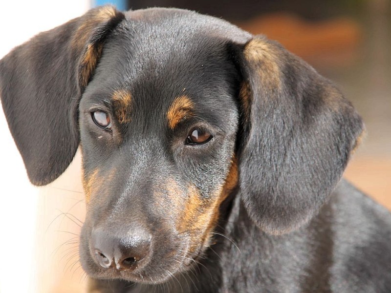 ...war 2013 eher durchwachsen: Erst von Hundefreunden aus Spanien gerettet, entlief Bruce seinen neuen Herrchen in Arnsberg und...