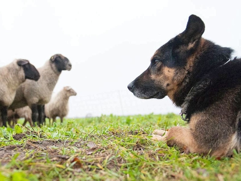 ...ein Hund. Genauer gesagt, ein Schäferhund, der sein Herrchen nahe Münster vor zwei Räubern beschützte, welche es auf Handy und Geldbörse des Mannes abgesehen hatten. Auf ein Pfiff des Herrchens hin attackierte der Hund die Täter, welche leicht verletzt und ohne Beute flüchteten. Für Mischlingshund Bruce...