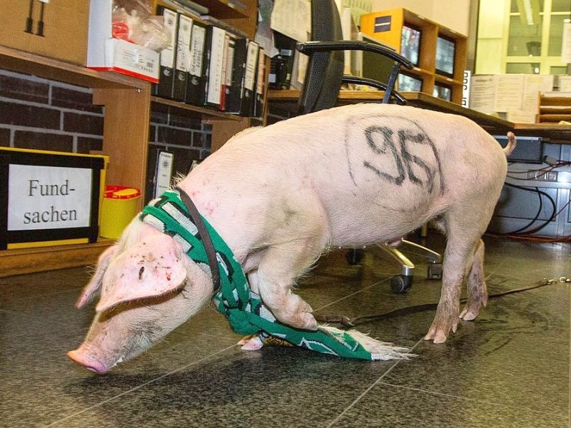 ...kurz vor dem Derby gegen Eintracht Braunschweig ein bemaltes Schwein mit einem Fan-Schal von Hannover 96 durch die Stadt streifte. Für die Polizei...