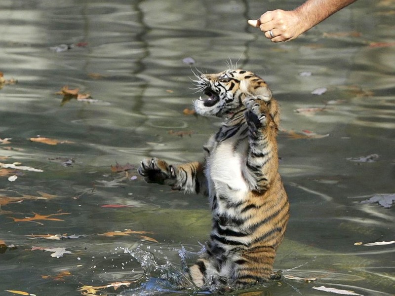 ...die Nachwuchstiger im Zoo von Washington. Die Wärter hatten sie buchstäblich...