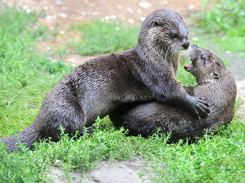 ...die Fischotter gemacht. Dennoch gehören sie in diese Liste, denn es gibt sie wieder: in freier Wildbahn, in NRW. Herzlich Willkommen zurück. Schwein gehabt, hieß es...