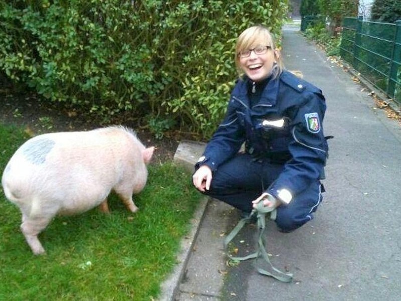 ...bei der Polizei Dortmund. Die Beamten fingen ein ausgebüxtes Schwein wieder ein - und schossen ein Erinnerungsfoto. Die Duisburger werden sich dagegen wohl eher an...