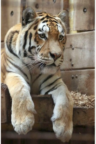 19. September: Im Zoo von Münster tötet der Amur-Tiger Rasputin seinen Pfleger mit einem Biss ins Genick. Nach der Fütterung war die Raubkatze durch eine offene Schiebetür ins Außengehege gelangt und hatte dort den 56-Jährigen angefallen, als dieser den Käfig reinigte. Die Staatsanwaltschaft stuft das Unglück als menschliches Versagen ein.