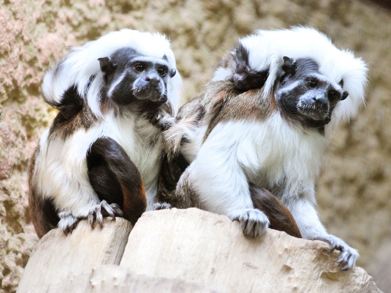 Im Englischen wird der Lisztaffe auch „Cotton-top Tamarin“ genannt, da die Kopfhaare wie ein Knäuel Baumwolle wirken.