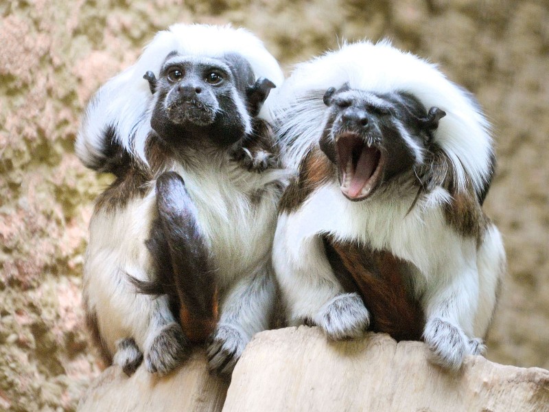 Im Duisburger Zoo sind die Tiere mit dem Nachwuchs täglich...