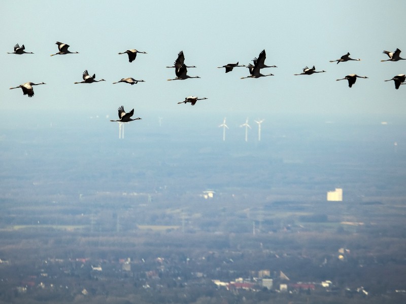 die Kraniche kehren zurück ,  Bochum, Ruhrgebiet, Nordrhein-Westfalen, Deutschland