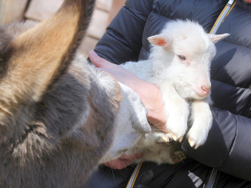 Eine vier Tage alte Moorschnucke auf dem Arm von der Leiterin des Tiergeheges Fr. Dr. Anette Perrey, der Esel schnuppert auch mal gespannt.