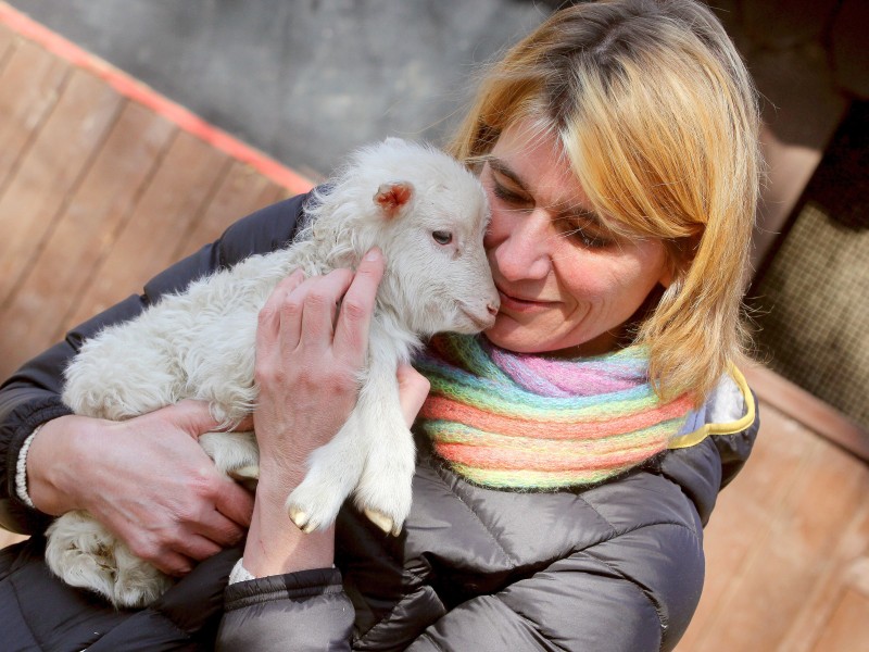 Eine vier Tage alte Moorschnucke auf dem Arm von der Leiterin des Tiergeheges Fr. Dr. Anette Perrey.