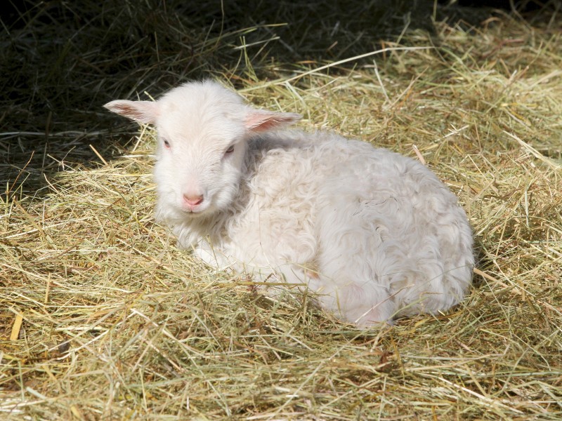 Nachwuchs im Kaisergarten in Oberhausen.