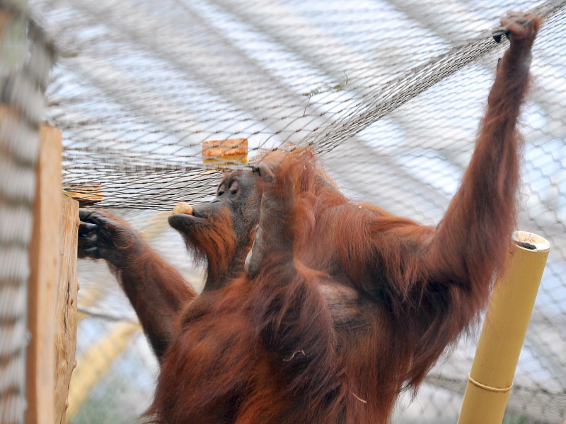 Happy Birthday Kasih: Orang-Utan-Dame Kasih feiert am 18. März ihren 53. Geburtstag.