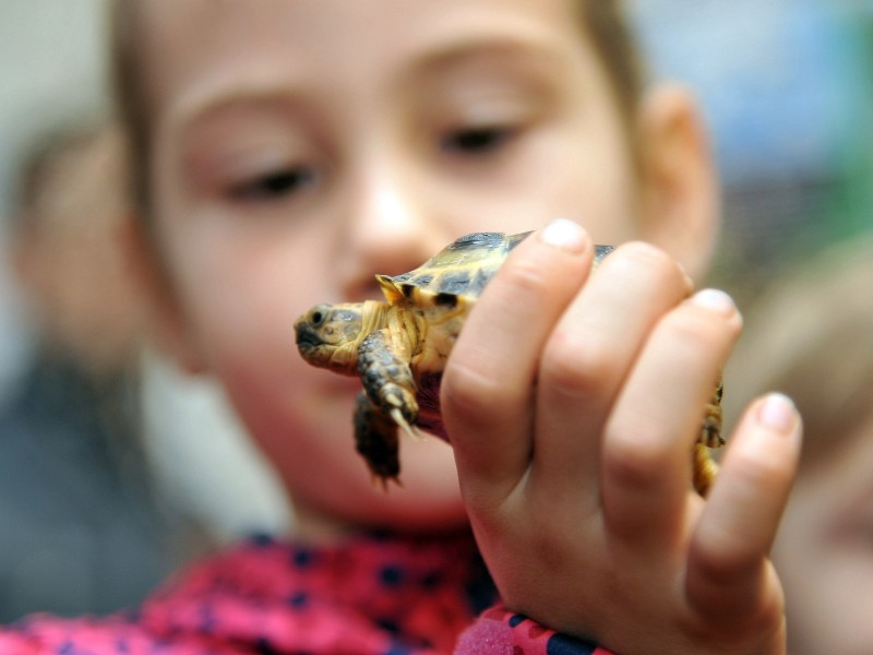 Annika schaut sich die russische Landschildkröte im Artenschutzzentrum genau an.