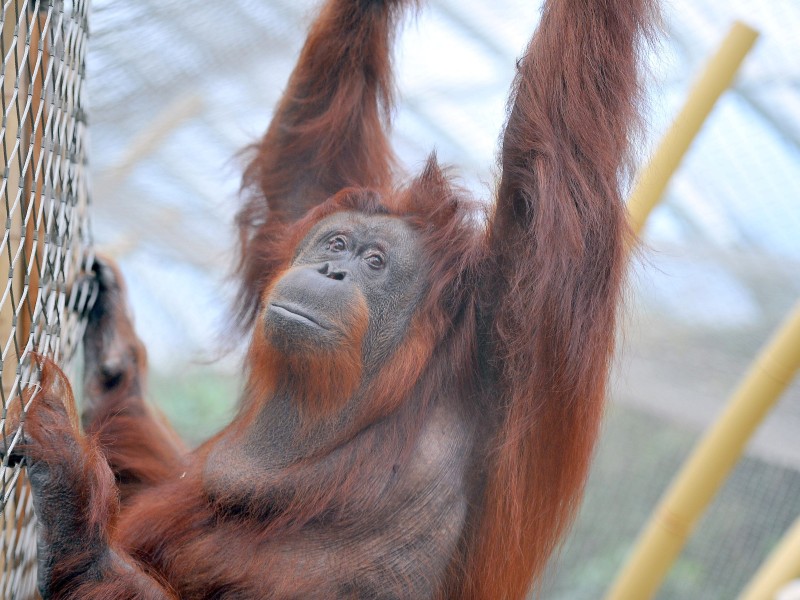 Happy Birthday Kasih: Orang-Utan-Dame Kasih feiert am 18. März ihren 53. Geburtstag.