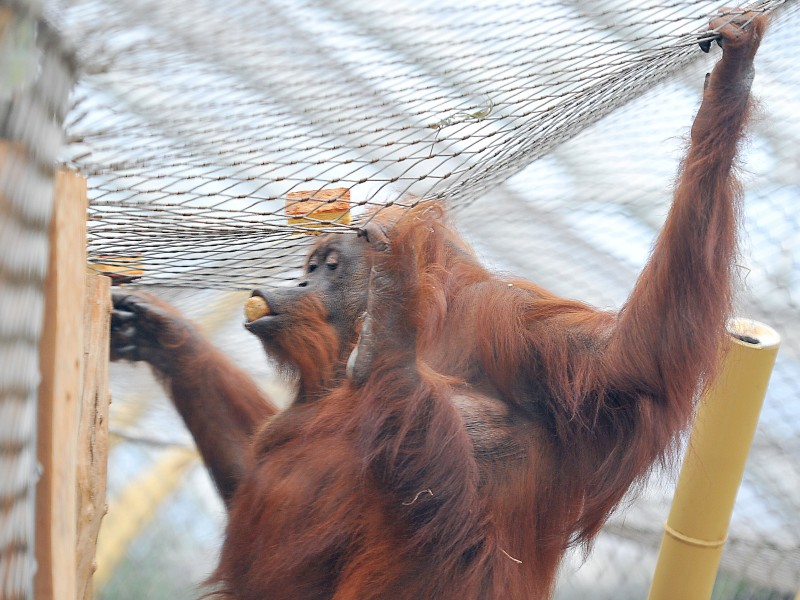 Geburtstagshappen für Kasih: Die Orang-Utan-Dame feiert am 18. März ihren 53. Geburtstag.