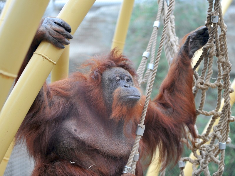 Happy Birthday Kasih: Orang-Utan-Dame Kasih feiert am 18. März ihren 53. Geburtstag.