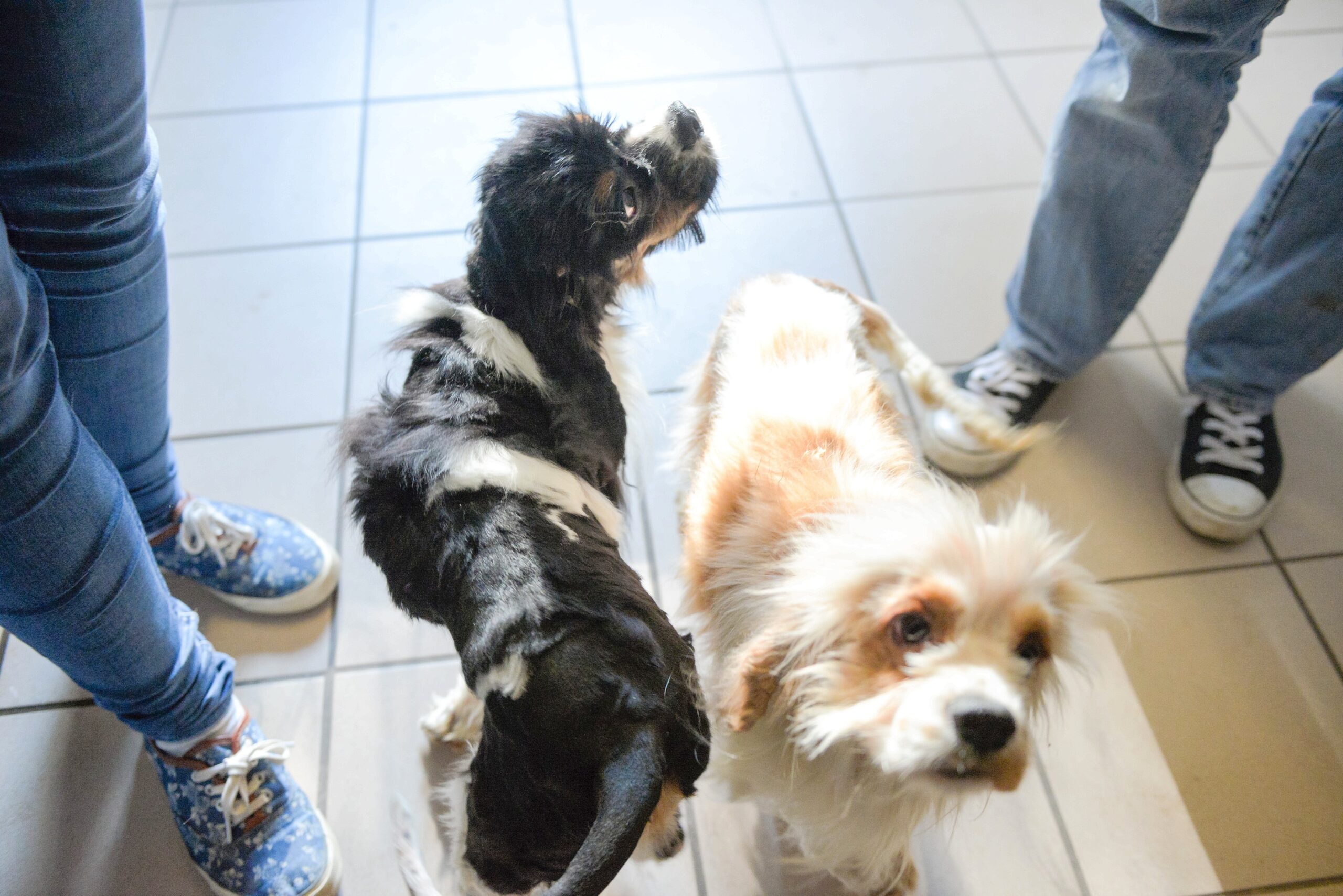 Im Tierheim in Kamp-Lintfort. Mitarbeiterin Katharina Schoth kümmert sich um die verwahrlost gefundenen zwei Hunde von der Rasse Cavalier King Charles Spaniel.     Foto: Volker Herold / FUNKE Foto Services