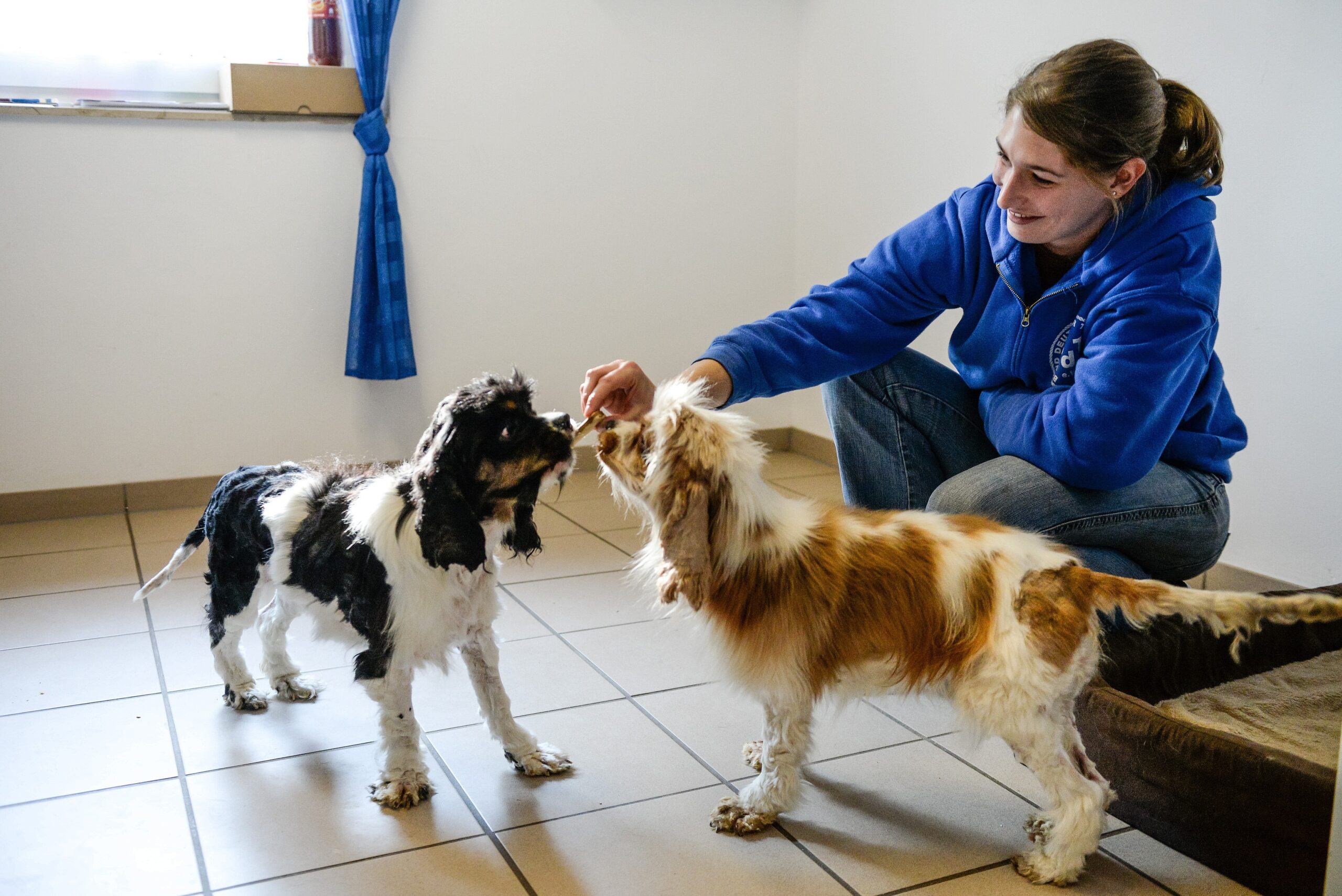 Im Tierheim in Kamp-Lintfort. Mitarbeiterin Katharina Schoth kümmert sich um die verwahrlost gefundenen zwei Hunde von der Rasse Cavalier King Charles Spaniel.     Foto: Volker Herold / FUNKE Foto Services