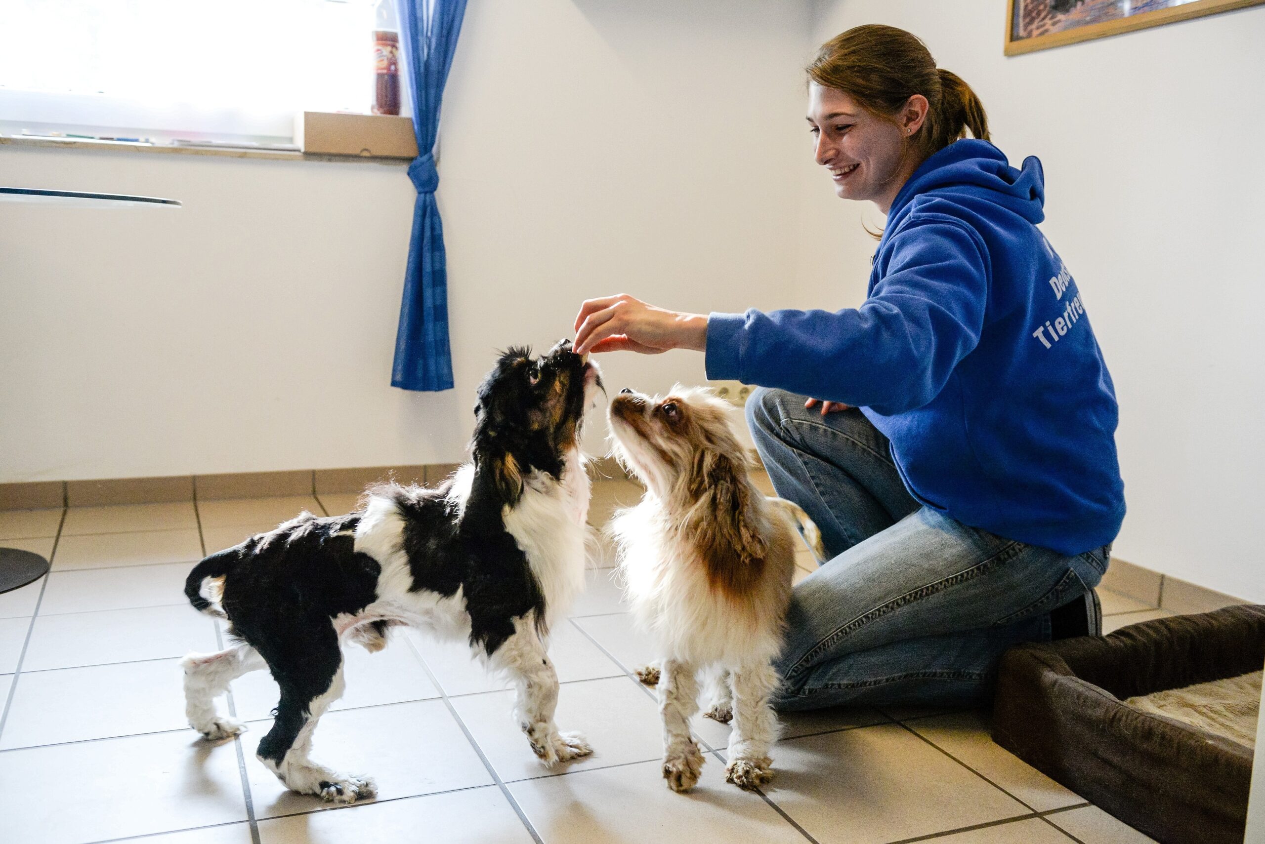 Im Tierheim in Kamp-Lintfort. Mitarbeiterin Katharina Schoth kümmert sich um die verwahrlost gefundenen zwei Hunde von der Rasse Cavalier King Charles Spaniel.     Foto: Volker Herold / FUNKE Foto Services