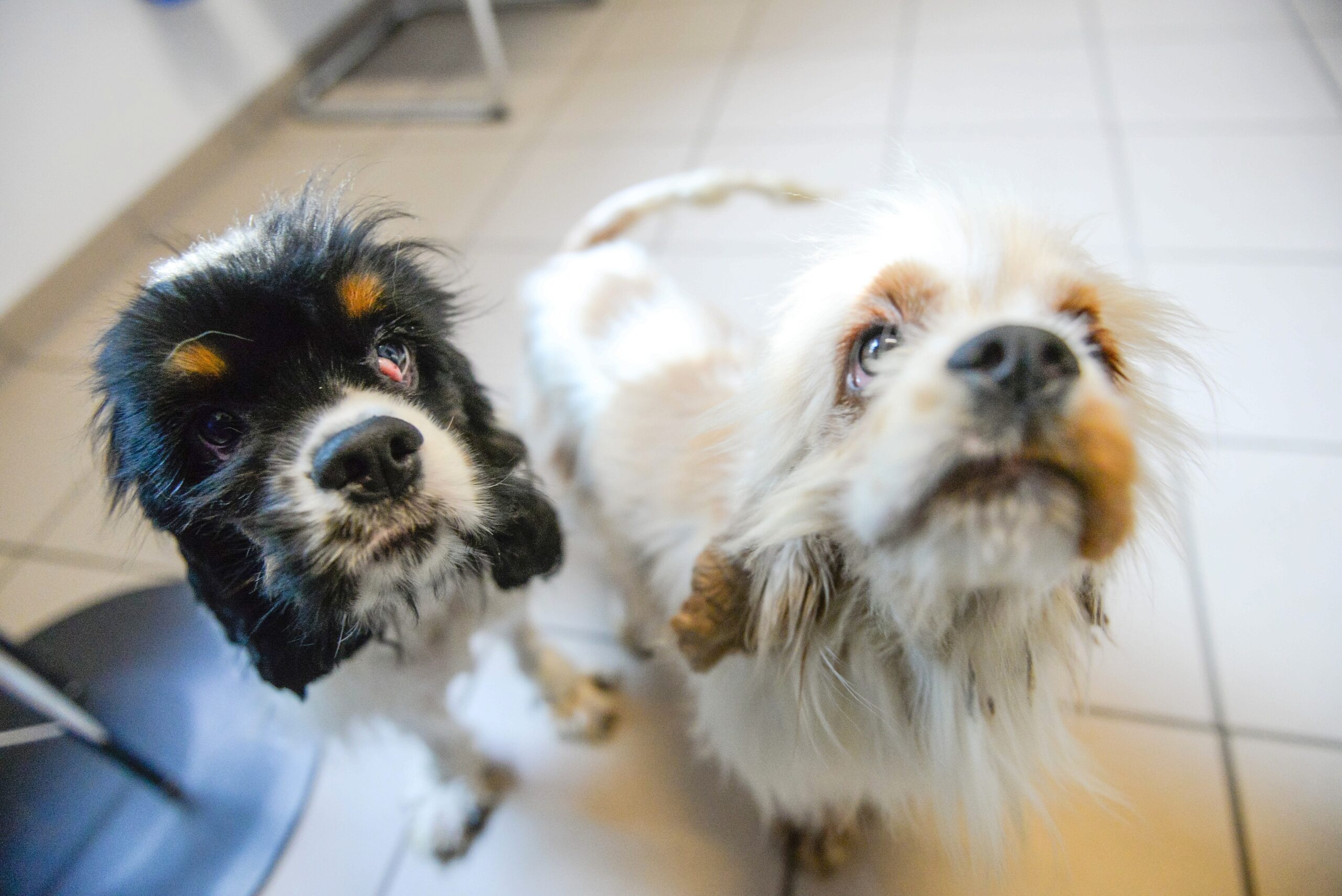 Im Tierheim in Kamp-Lintfort. Mitarbeiterin Katharina Schoth kümmert sich um die verwahrlost gefundenen zwei Hunde von der Rasse Cavalier King Charles Spaniel.     Foto: Volker Herold / FUNKE Foto Services