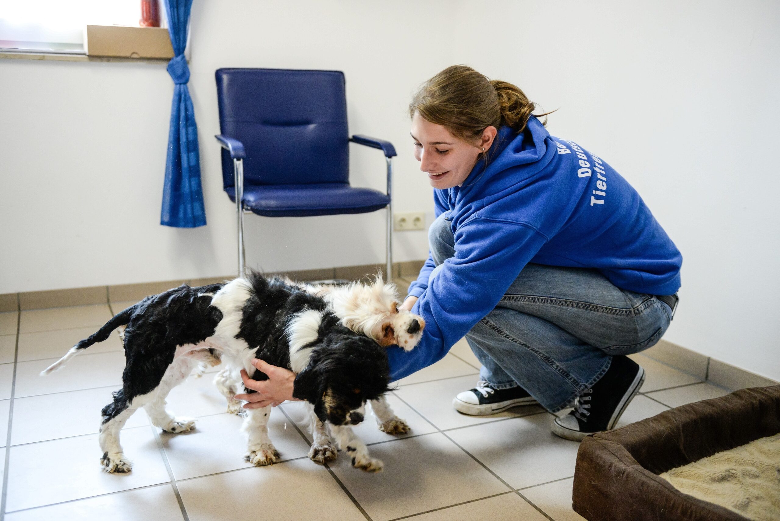 Im Tierheim in Kamp-Lintfort. Mitarbeiterin Katharina Schoth kümmert sich um die verwahrlost gefundenen zwei Hunde von der Rasse Cavalier King Charles Spaniel.     Foto: Volker Herold / FUNKE Foto Services