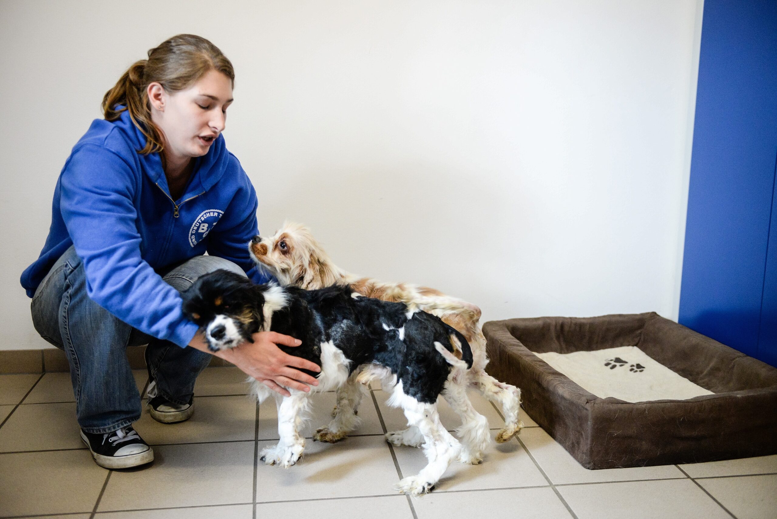 Im Tierheim in Kamp-Lintfort. Mitarbeiterin Katharina Schoth kümmert sich um die verwahrlost gefundenen zwei Hunde von der Rasse Cavalier King Charles Spaniel.     Foto: Volker Herold / FUNKE Foto Services