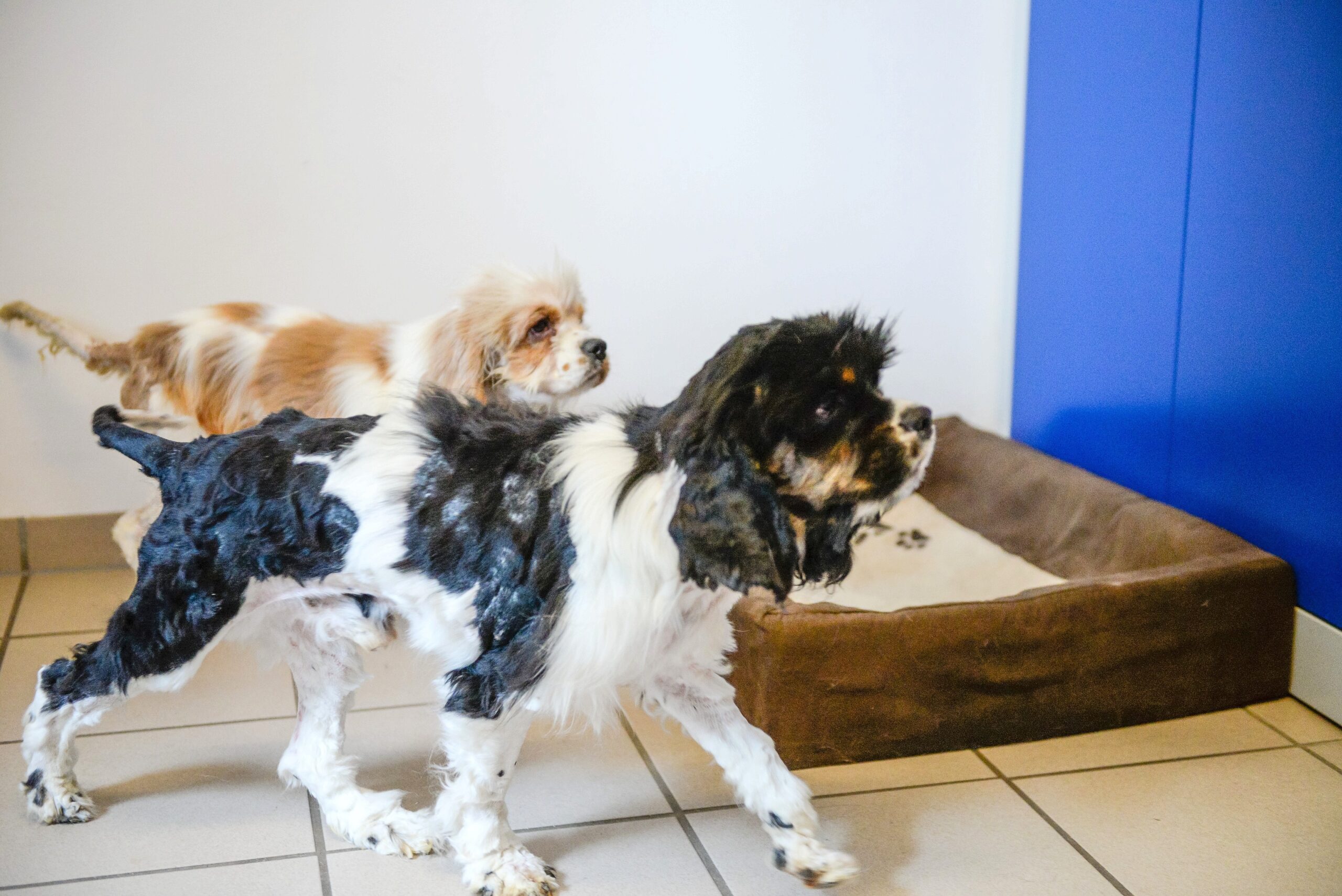 Im Tierheim in Kamp-Lintfort. Mitarbeiterin Katharina Schoth kümmert sich um die verwahrlost gefundenen zwei Hunde von der Rasse Cavalier King Charles Spaniel.     Foto: Volker Herold / FUNKE Foto Services