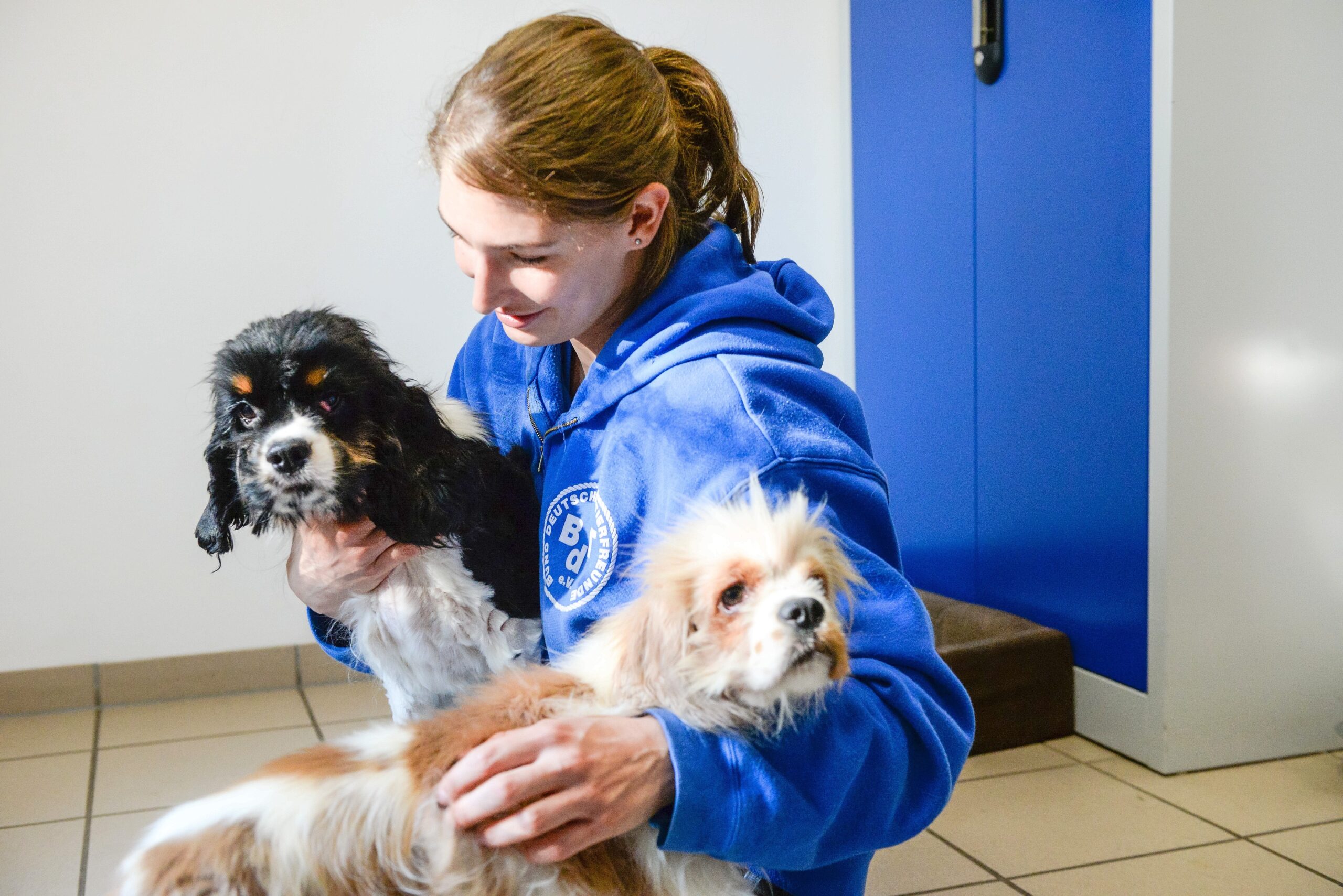 Im Tierheim in Kamp-Lintfort. Mitarbeiterin Katharina Schoth kümmert sich um die verwahrlost gefundenen zwei Hunde von der Rasse Cavalier King Charles Spaniel.     Foto: Volker Herold / FUNKE Foto Services