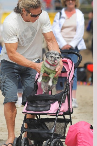 Surfende Hunde im kalifornischen Huntington Beach.