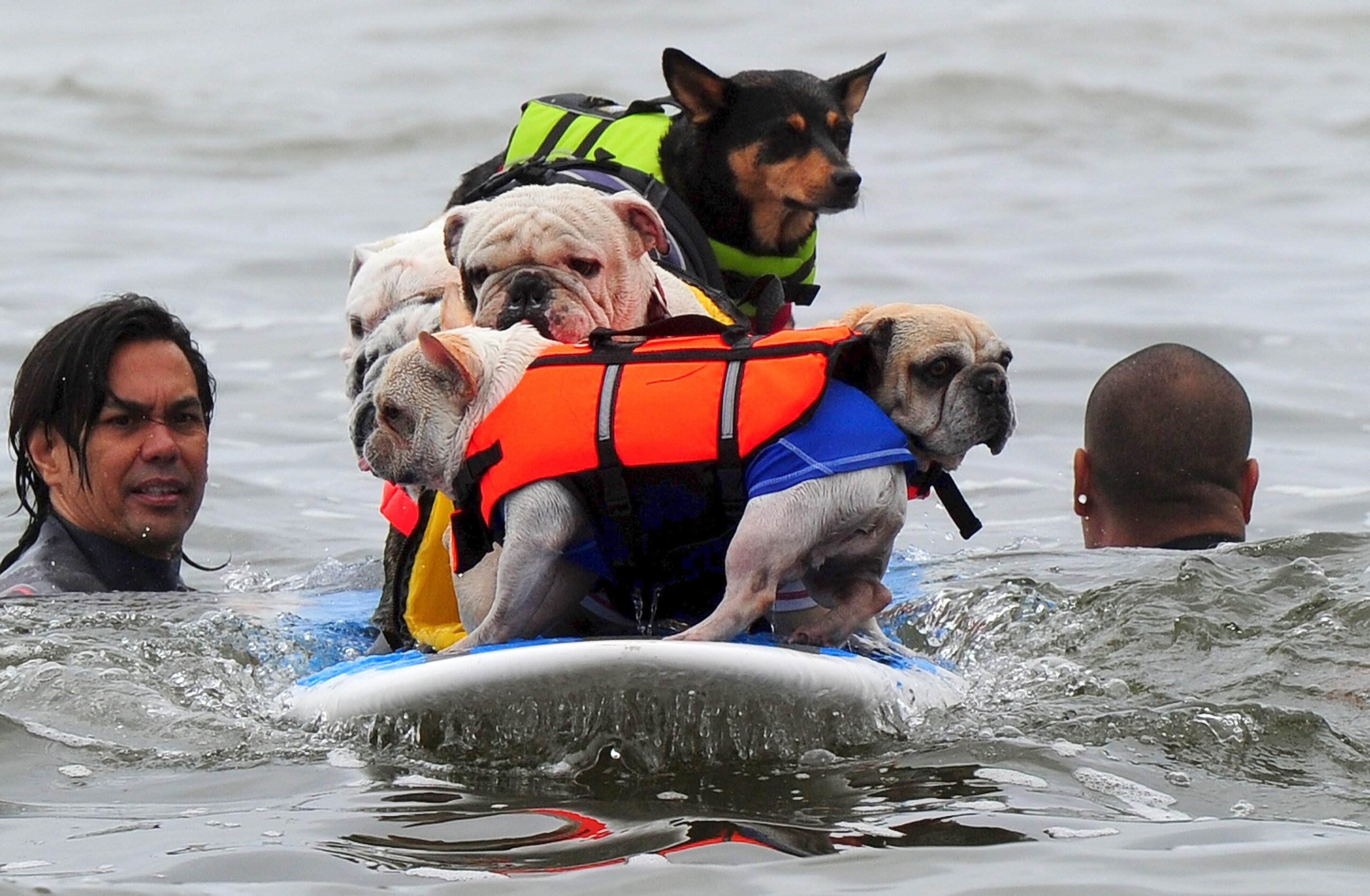 Surfende Hunde im kalifornischen Huntington Beach.