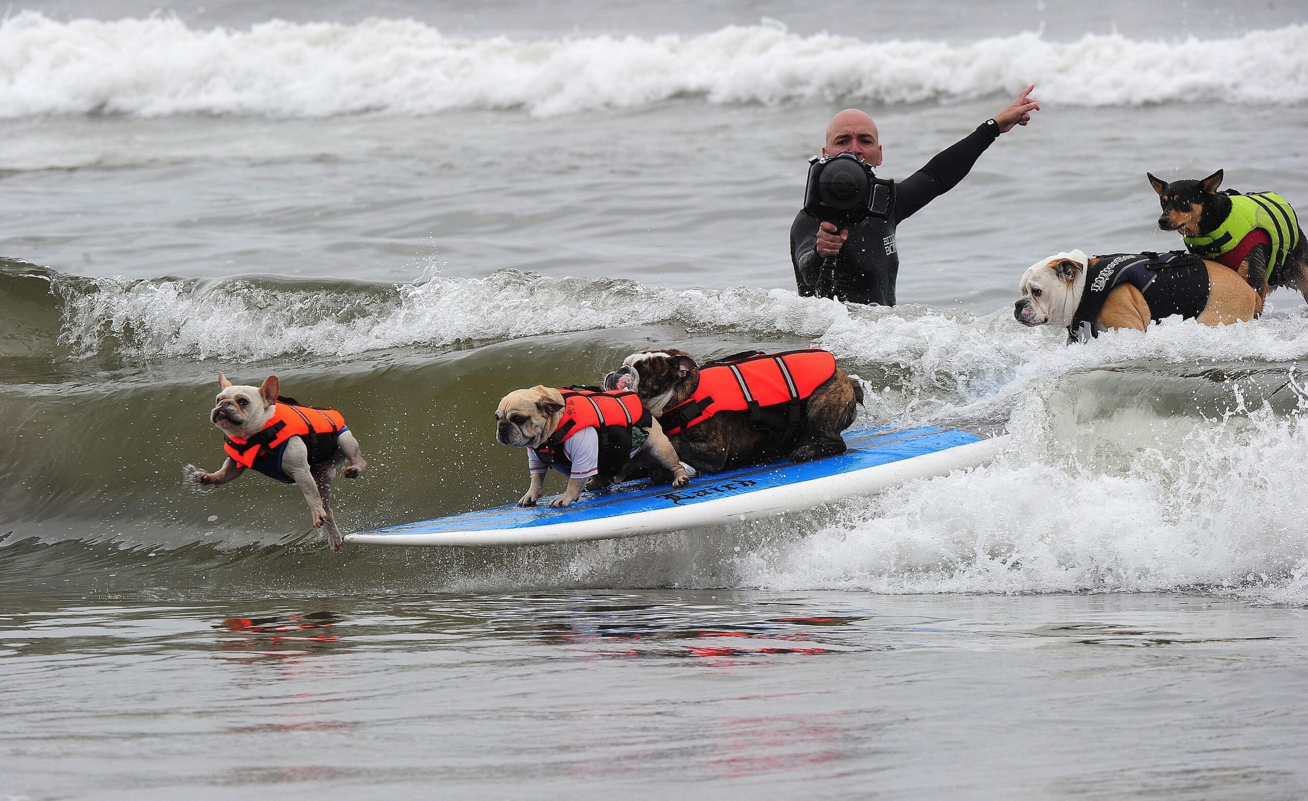 Surfende Hunde im kalifornischen Huntington Beach.