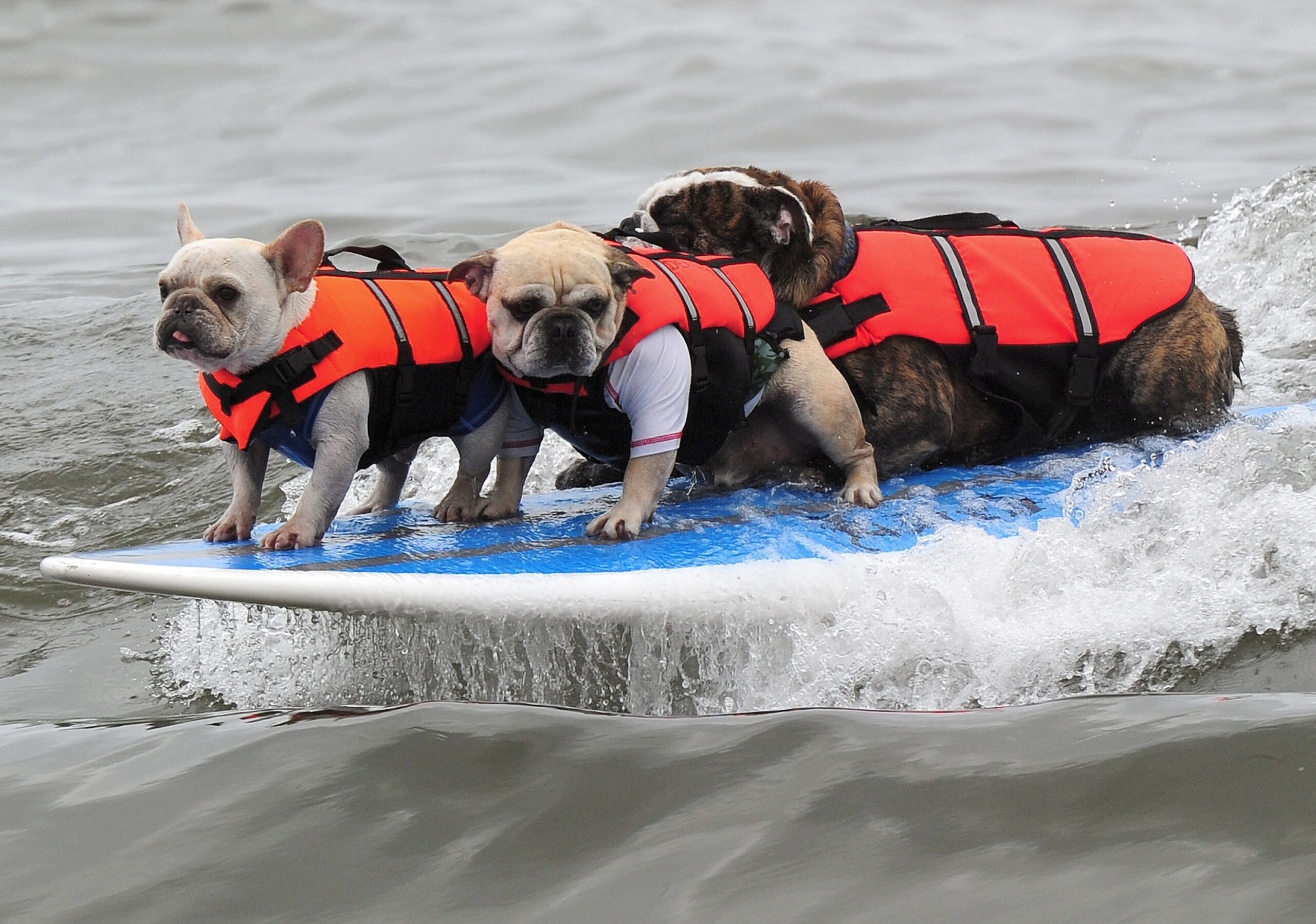 Surfende Hunde im kalifornischen Huntington Beach.