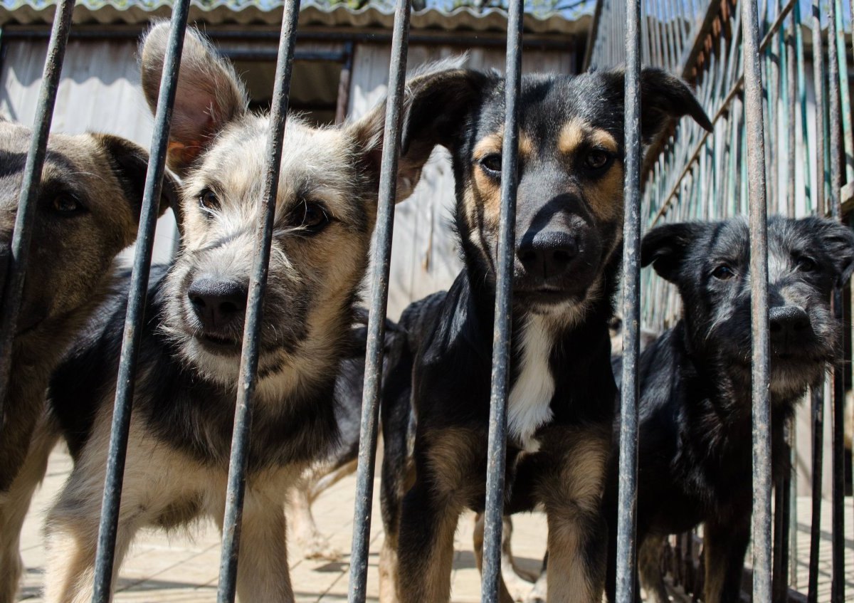 tierheim hund düsseldorf.jpg