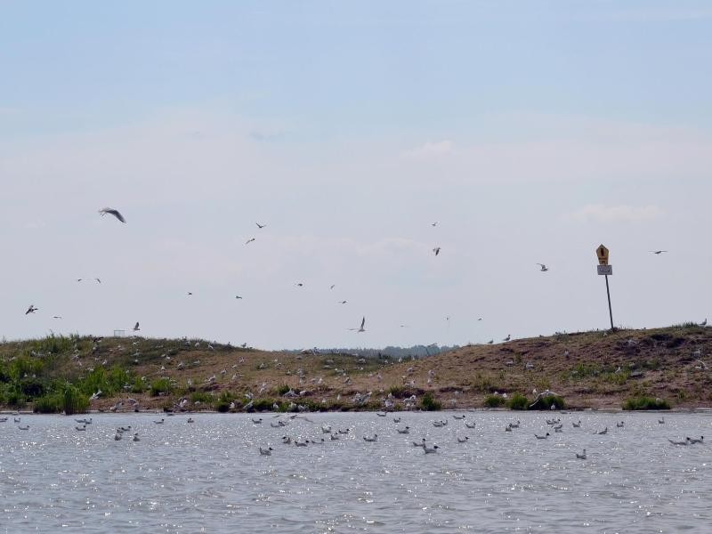 Auf der Insel Riether Werder gibt es jede Menge Lachmöwen, Uferschnepfen, Bekassinen und Flussseeschwalben.