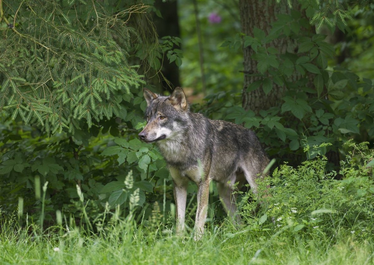 wolf-wald-symbol.jpg