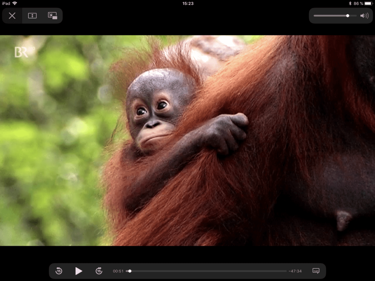 zoo-münster-orang-utan