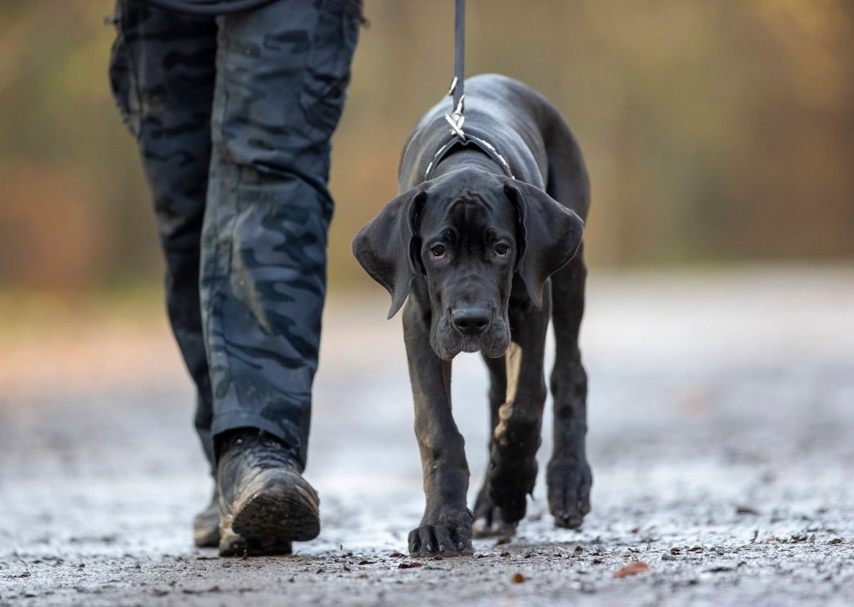 Bochum-Hund