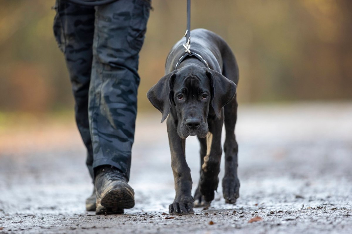 Bochum-Hund