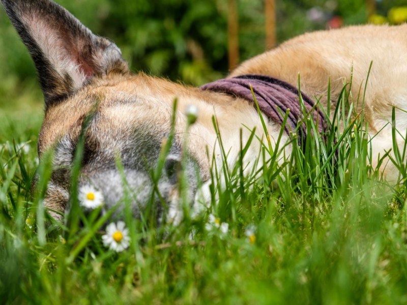 Hund.jpg