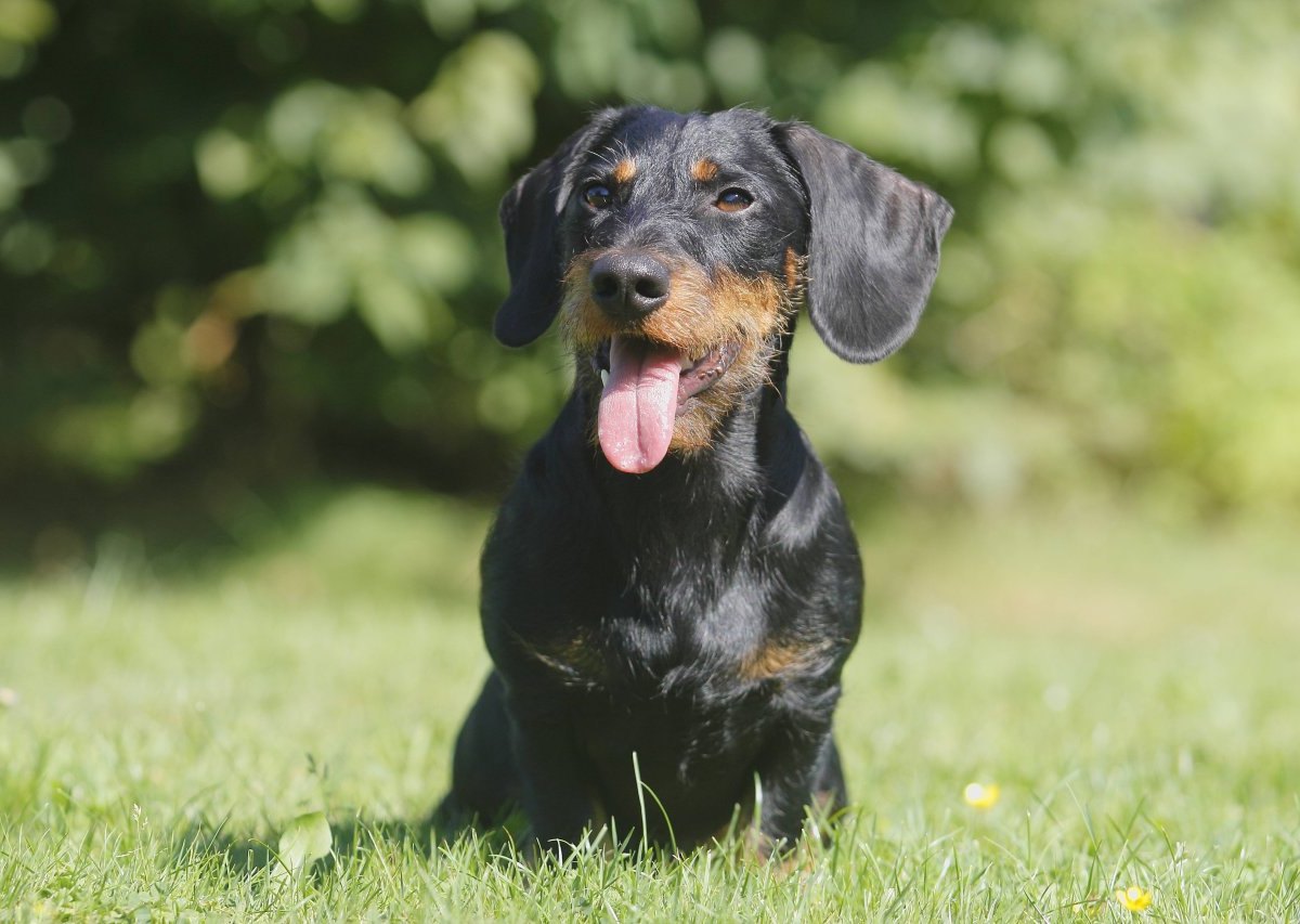 Hund Dackel.jpg