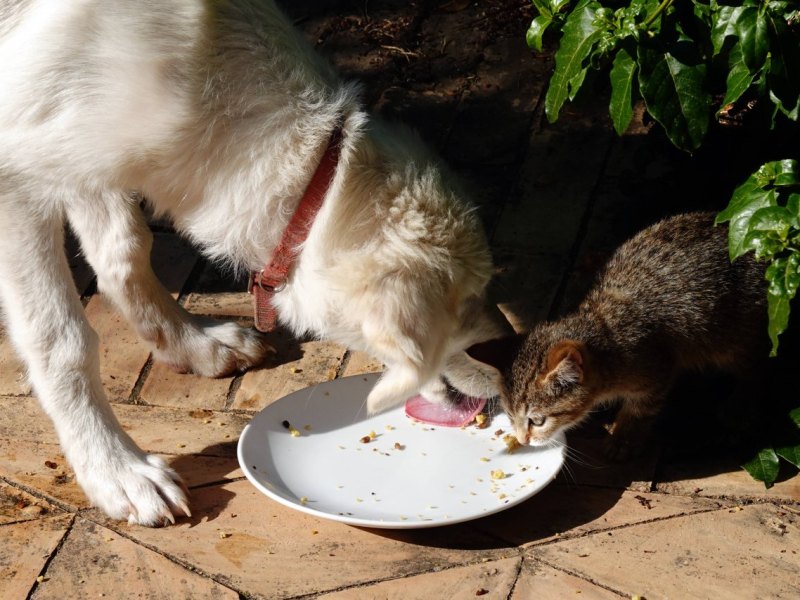 Hundefutter-knappheit-Katze.jpg