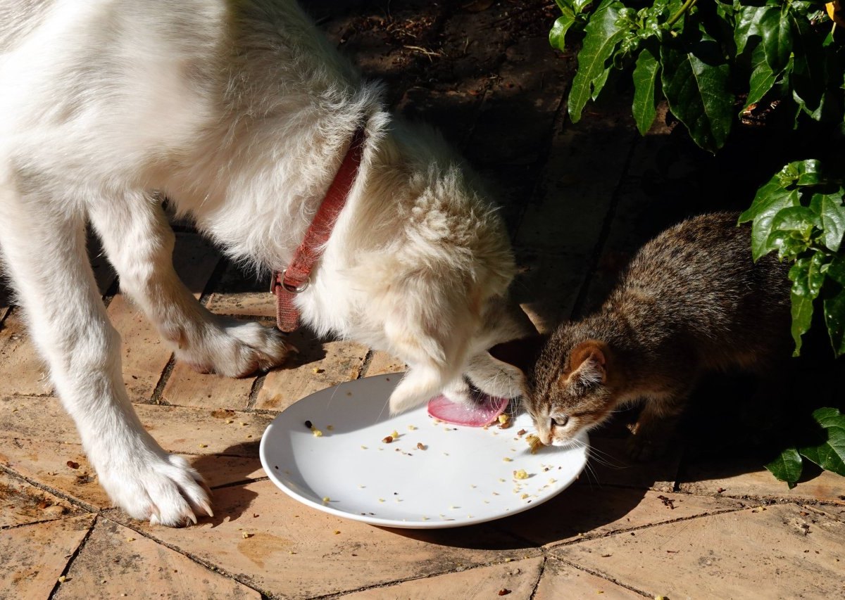 Hundefutter-knappheit-Katze.jpg