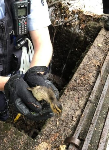 Ein Polizist fischte die Küken aus dem Gullyschacht. 