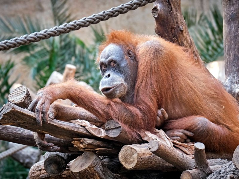 Orang Utan.jpg